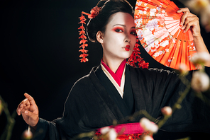 selective focus of geisha in black kimono with red flowers in hair holding hand fan and sakura branches isolated on black