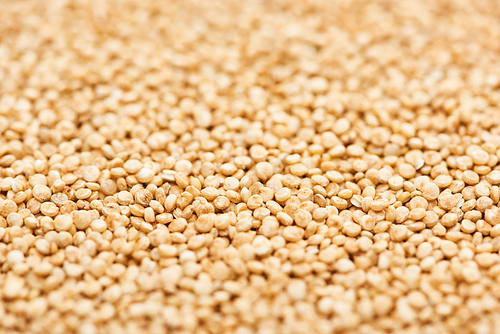 uncooked seeds of organic white quinoa