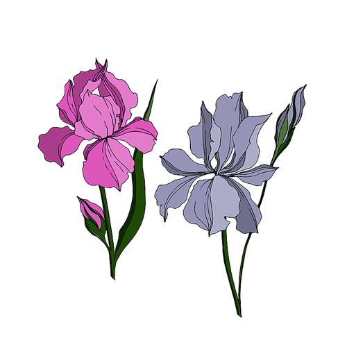 Vector Iris floral botanical flowers. Wild spring leaf wildflower isolated. Black and white engraved ink art. Isolated irises illustration element jn white background.