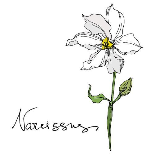 vector narcissus floral botanical flowers. wild spring leaf wildflower isolated. black and white engraved ink art. isolated narcissus illustration element on .
