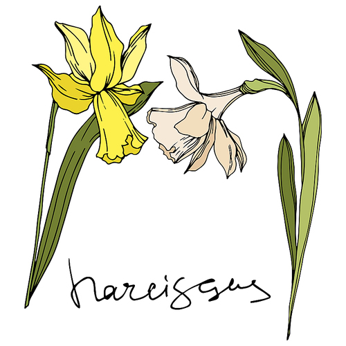 Vector Narcissus floral botanical flowers. Wild spring leaf wildflower isolated. Black and white engraved ink art. Isolated narcissus illustration element on white .