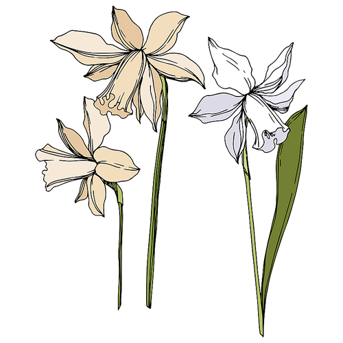 Vector Narcissus floral botanical flowers. Wild spring leaf wildflower isolated. Black and white engraved ink art. Isolated narcissus illustration element on white .