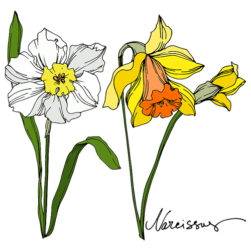 Vector Narcissus floral botanical flower. Wild spring leaf wildflower isolated. Black and white engraved ink art. Isolated narcissus illustration element on vhite .