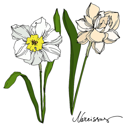 Vector Narcissus floral botanical flower. Wild spring leaf wildflower isolated. Black and white engraved ink art. Isolated narcissus illustration element on vhite .