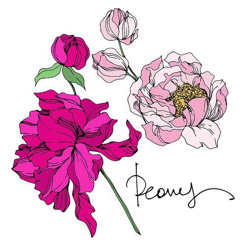 Peony floral botanical flowers. Wild spring leaf wildflower isolated. Black and white engraved ink art. Isolated peonies illustration element on white .