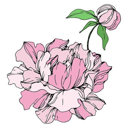 Peony floral botanical flowers. Wild spring leaf wildflower isolated. Black and white engraved ink art. Isolated peonies illustration element on white .