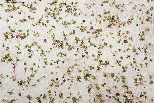 Top view of green garden cress on textured surface