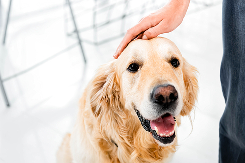 cropped view of woman stroking cute golden retriever in office