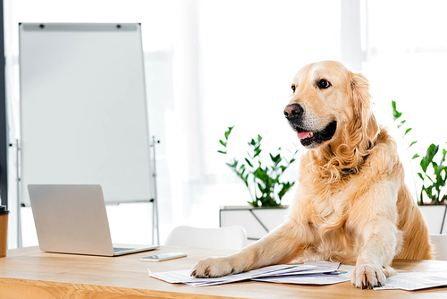 cute golden retriever sitting at table with documents in office