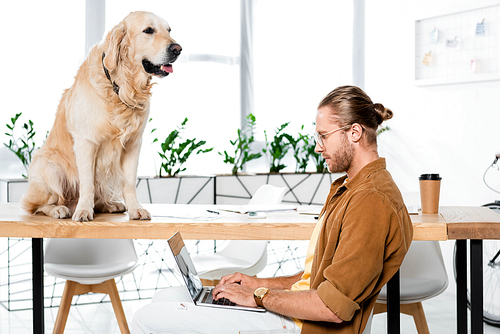 handsome businessman using laptop and golden retriever sitting on table