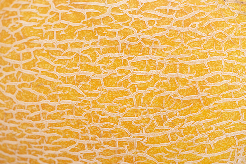 close up view of yellow