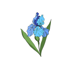 vector iris floral botanical flowers. wild spring leaf wildflower isolated. black and white engraved ink art. isolated irises illustration element on .