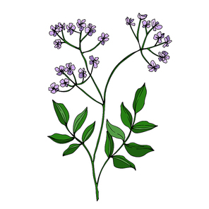 Vector Wildflowers floral botanical flowers. Wild spring leaf wildflower isolated. Black and white engraved ink art. Isolated flower illustration element on white .
