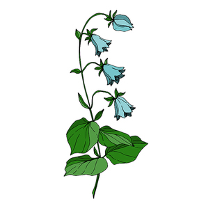 Vector Wildflowers floral botanical flowers. Wild spring leaf wildflower isolated. Black and white engraved ink art. Isolated flower illustration element on white .