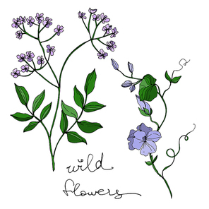 Vector Wildflowers floral botanical flowers. Wild spring leaf wildflower isolated. Black and white engraved ink art. Isolated flower illustration element on white .