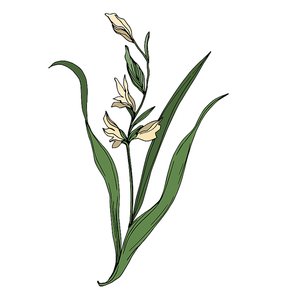 Vector Wildflower floral botanical flowers. Wild spring leaf wildflower isolated. Black and white engraved ink art. Isolated flower illustration element.