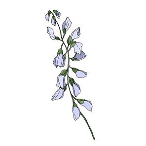 Vector Wildflower floral botanical flowers. Wild spring leaf wildflower isolated. Black and white engraved ink art. Isolated flower illustration element.