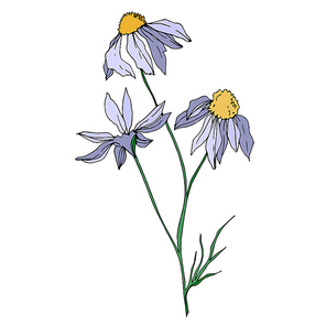Vector wildflowers floral botanical flowers. Wild spring leaf wildflower isolated. Black and white engraved ink art. Isolated flower illustration element.