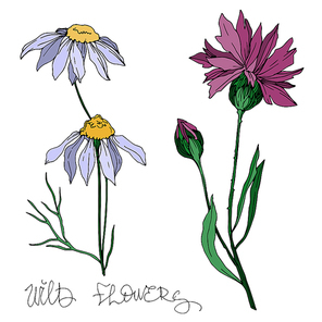 Vector wildflowers floral botanical flowers. Wild spring leaf wildflower isolated. Black and white engraved ink art. Isolated flower illustration element.