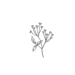 Vector Wildflowers floral botanical flowers. Wild spring leaf wildflower isolated. Black and white engraved ink art. Isolated flower illustration element.