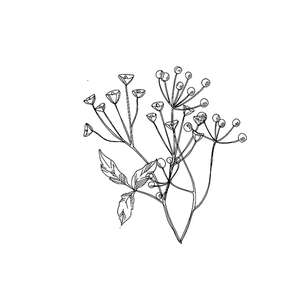 Vector Wildflowers floral botanical flowers. Wild spring leaf wildflower isolated. Black and white engraved ink art. Isolated flower illustration element.
