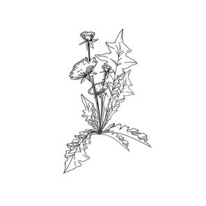Vector Wildflowers floral botanical flowers. Wild spring leaf wildflower isolated. Black and white engraved ink art. Isolated flower illustration element.