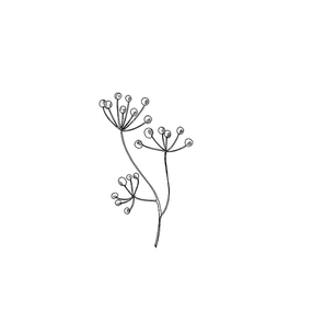 Vector Wildflowers floral botanical flowers. Wild spring leaf wildflower isolated. Black and white engraved ink art. Isolated flower illustration element.