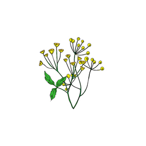 Vector Wildflowers floral botanical flowers. Wild spring leaf wildflower isolated. Black and white engraved ink art. Isolated flower illustration element.