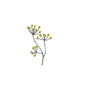 Vector Wildflowers floral botanical flowers. Wild spring leaf wildflower isolated. Black and white engraved ink art. Isolated flower illustration element.