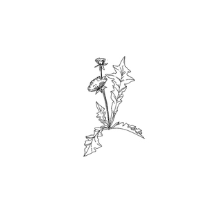 Vector Wildflowers floral botanical flowers. Wild spring leaf wildflower isolated. Black and white engraved ink art. Isolated flower illustration element.
