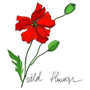 Vector Wildflowers floral botanical flowers. Wild spring leaf wildflower isolated. Black and white engraved ink art. Isolated flowers illustration element.