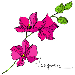 Vector Tropical floral botanical flower. Exotic tropical hawaiian summer. Engraved ink art. Isolated flowers illustration element.