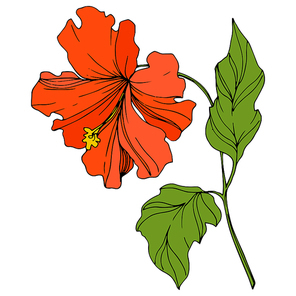 Vector Tropical floral botanical flower. Exotic tropical hawaiian summer. Engraved ink art. Isolated flowers illustration element.