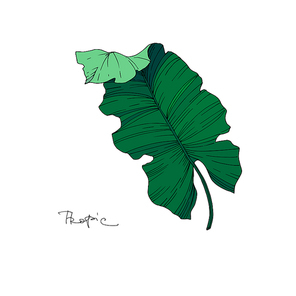 Vector Exotic tropical hawaiian summer. Palm beach tree leaves jungle botanical. Black and white engraved ink art. Isolated leaves illustration element.