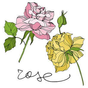 Vector Rose floral botanical flowers. Wild spring leaf wildflower isolated. Engraved ink art. Isolated roses illustration element on white .