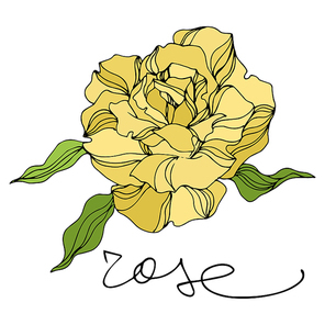 Vector Rose floral botanical flowers. Wild spring leaf wildflower isolated. Engraved ink art. Isolated roses illustration element on white .