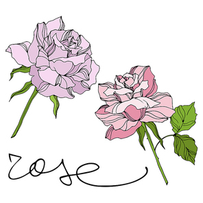 Vector Rose floral botanical flowers. Wild spring leaf wildflower isolated. Engraved ink art. Isolated roses illustration element on white .