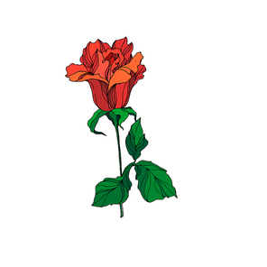 Vector Rose floral botanical flower. Wild spring leaf wildflower isolated. Red and green engraved ink art. Isolated rose illustration element on white .