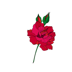 vector rose floral botanical flower. wild spring leaf wildflower isolated. red and green engraved ink art. isolated rose illustration element on .
