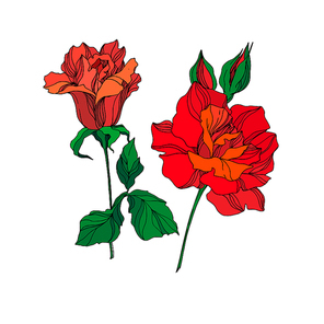 Vector Rose floral botanical flowers. Wild spring leaf wildflower isolated. Red and green engraved ink art. Isolated rose illustration element on white .
