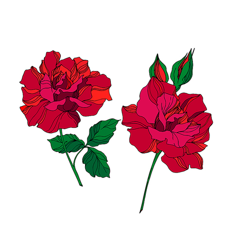 vector rose floral botanical flowers. wild spring leaf wildflower isolated. red and green engraved ink art. isolated rose illustration element on .
