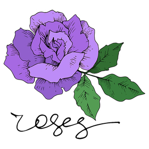 Vector rose floral botanical flowers. Wild spring leaf wildflower isolated. Black and white engraved ink art. Isolated roses illustration element on white .