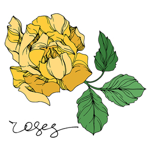 Vector rose floral botanical flowers. Wild spring leaf wildflower isolated. Black and white engraved ink art. Isolated roses illustration element on white .