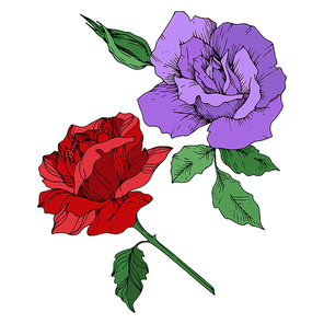 Vector rose floral botanical flowers. Wild spring leaf wildflower isolated. Black and white engraved ink art. Isolated roses illustration element on white .