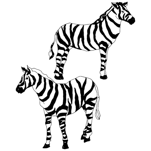 vector exotic zebra wild animal isolated. black and white engraved ink art. isolated animal illustration element on white .