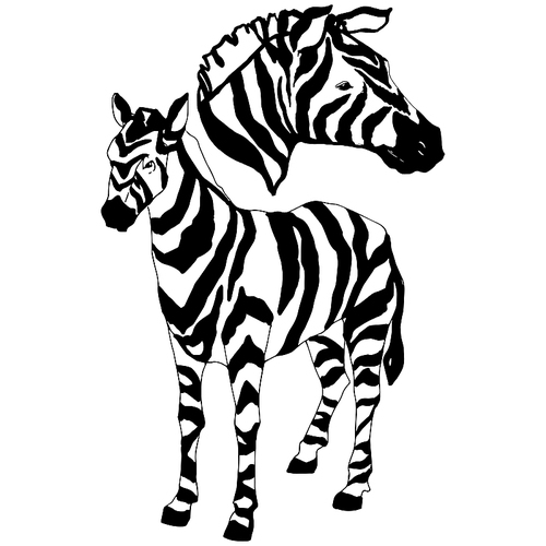 vector exotic zebra wild animal isolated. black and white engraved ink art. isolated animal illustration element on white .