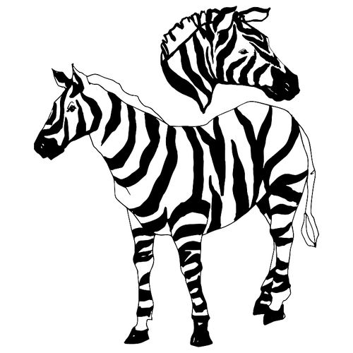 vector exotic zebra wild animal isolated. black and white engraved ink art. isolated animal illustration element on white .