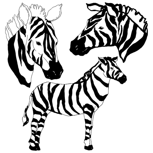 vector exotic zebra wild animal isolated. black and white engraved ink art. isolated animal illustration element on .