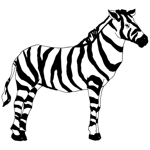 vector exotic zebra wild animal isolated. black and white engraved ink art. isolated animal illustration element on white .