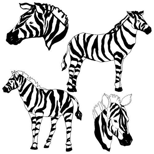 vector exotic zebra wild animal isolated. black and white engraved ink art. isolated animal illustration element on white .